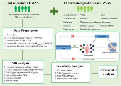 Association between gut microbiota and pan-dermatological diseases: a bidirectional Mendelian randomization research